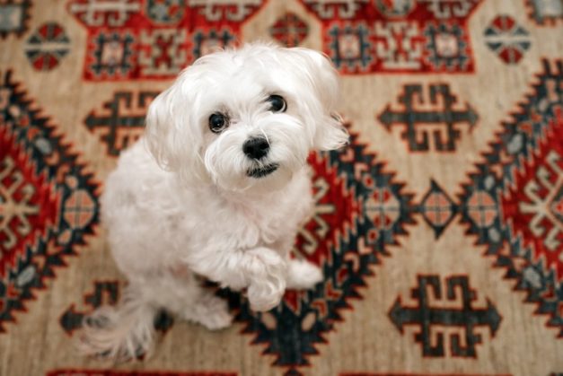 Boxane (Boxer & Great Dane Mix) Info, Pictures, Traits | Hepper