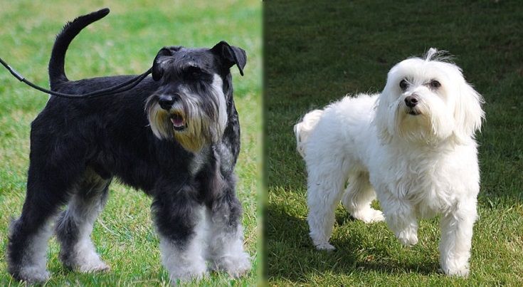 Mauzer Dog Breed