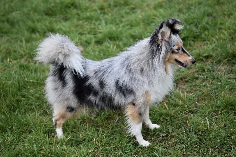 Merle Shetland Sheepdog