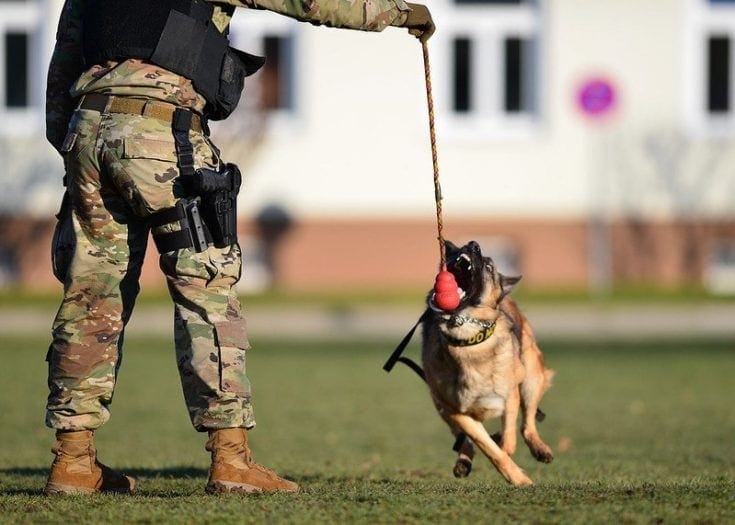 Military working dog training