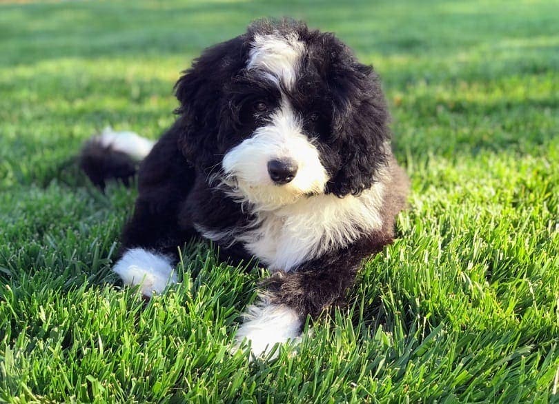 Bernese mountain dog mini shop poodle mix