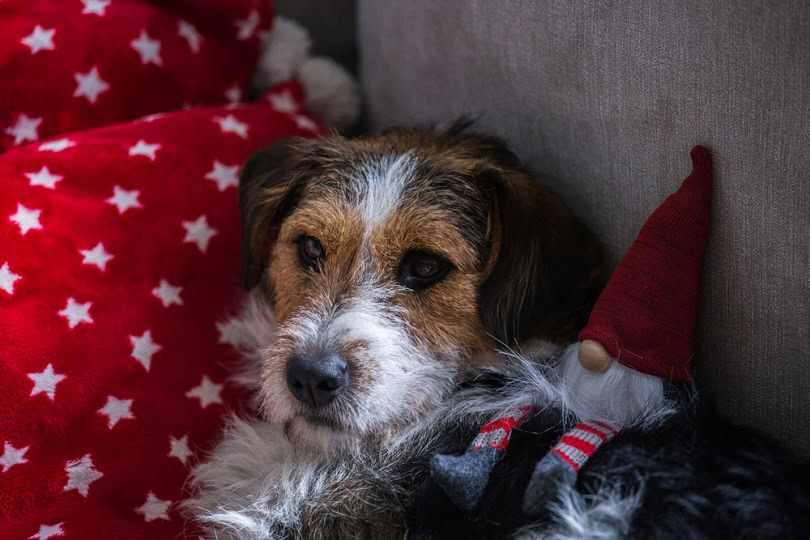 største søvn deres Mini Fox Beagle (Beagle & Fox Terrier Mix): Info, Pictures, Characteristics  & Facts | Hepper