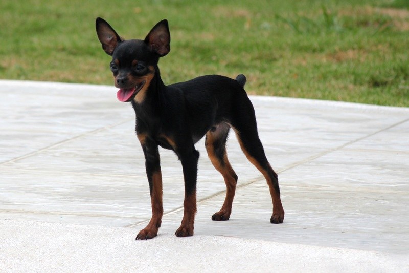Mini Fox Pinscher mixed breed dog