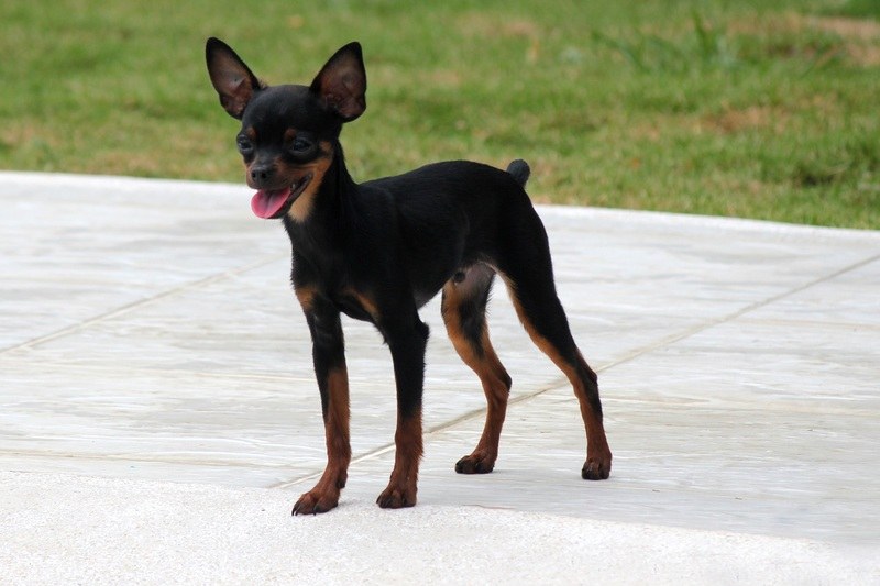 Mini Fox Pinscher (Miniature Pinscher & Fox Terrier Mix): Info, & Facts | Hepper