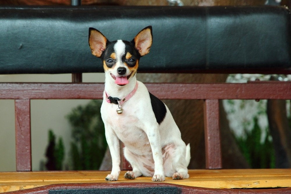 Mini Foxy Rat Terrier (American Rat Terrier & Mini Fox Terrier Mix