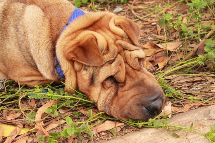 Mini Hippo dog
