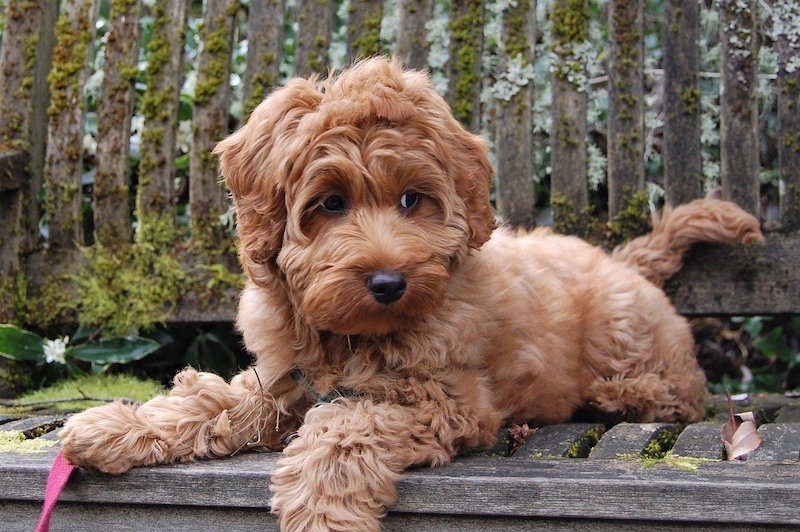 Mini Labradoodle Toy Poodle Labrador