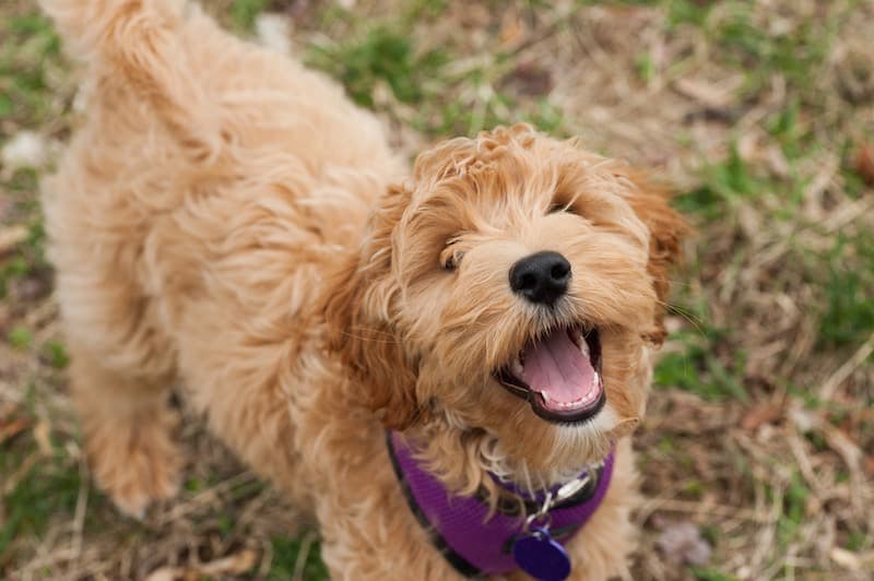 morfin håndtering Addition Mini Labradoodle (Toy Poodle & Labrador Retriever Mix) Info, Pictures,  Facts | Hepper