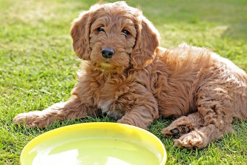 Mini Labradoodle puppy on grass