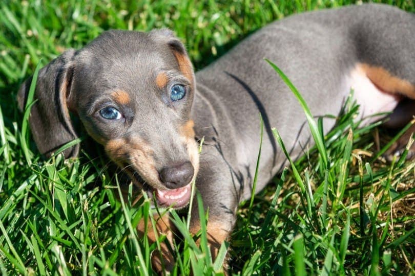 Miniature Blue and Tan Dachshund