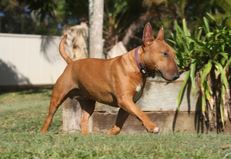 brown mini bull terrier