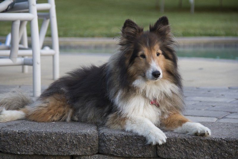 12 Rough Collies (aka Lassie) - Best Dog Breed Ever! ideas