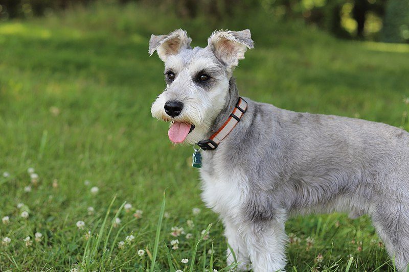 Miniature Schnauzer