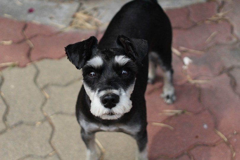 Miniature Schnauzer on ground