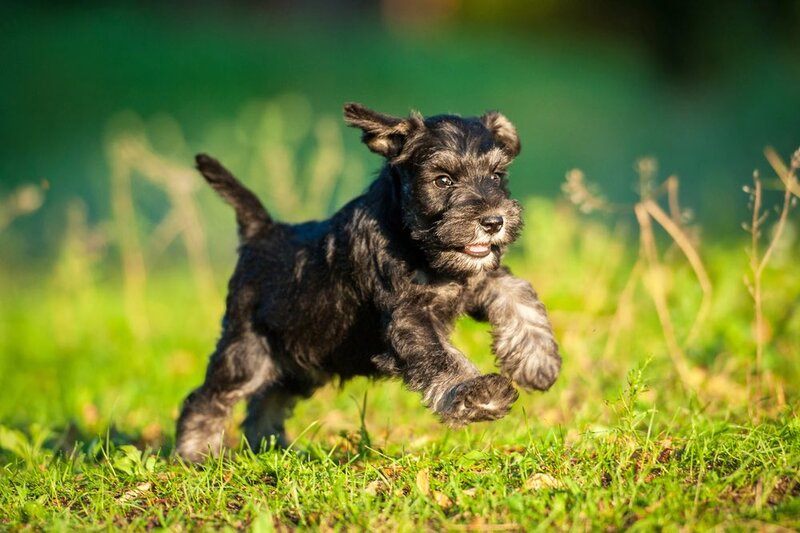 Miniature Schnauzer running on field