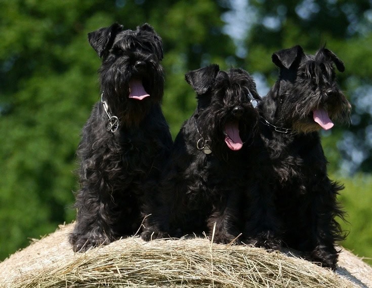 small black dog long hair