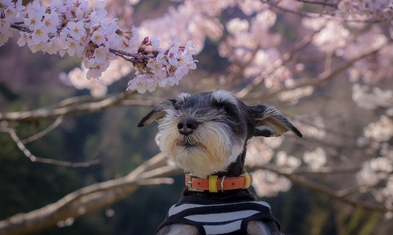 Miniature Schnauzer under cherry blossoms