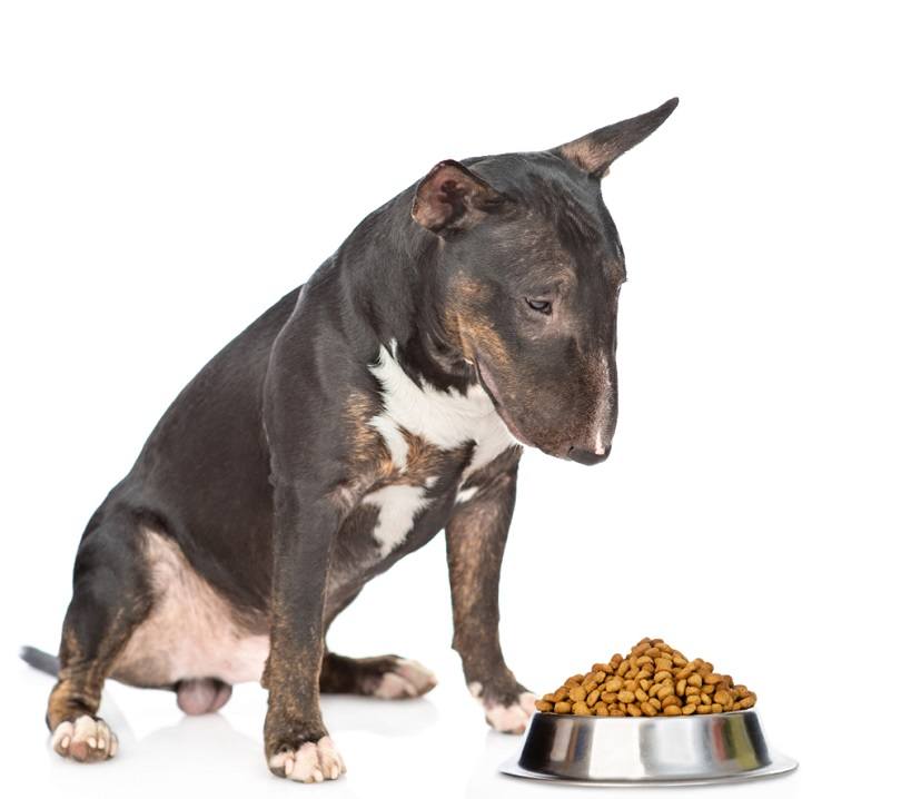 Miniature bull terrier dog sitting with bowl_Ermolaev Alexander_shutterstock