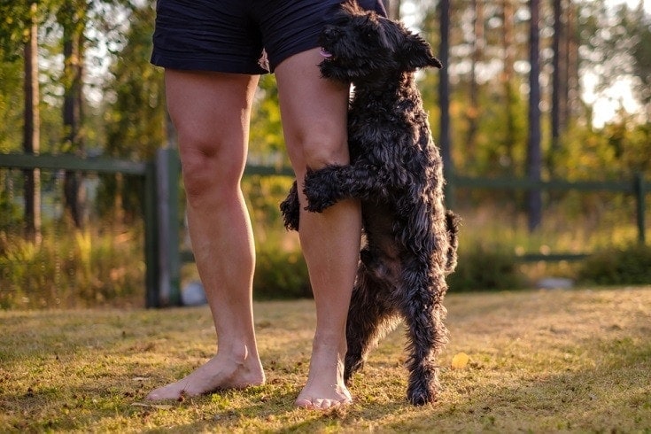 How to Stop Your Dog from Humping in 7 Simple Steps: Expert Tips | Hepper