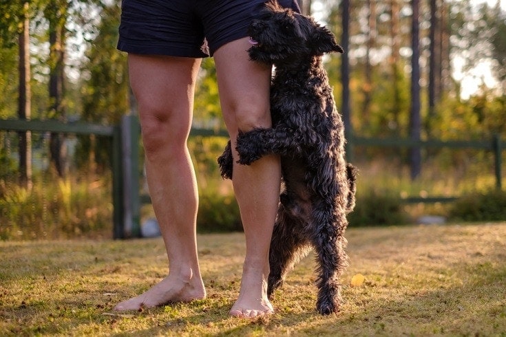 Miniature schnauzer dog humping