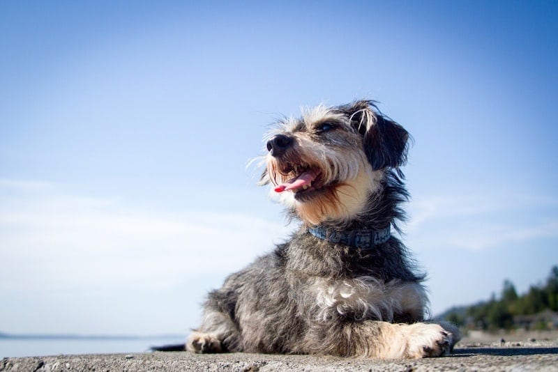 Miniboz mixed dog breed