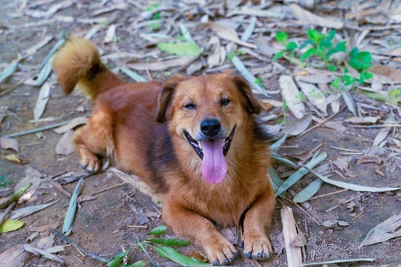 Mixed Corgi Golden Retrievers