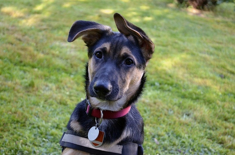 Mixed-breed German shepherd and Labrador Retriever_Mickis-Fotowelt_shutterstock