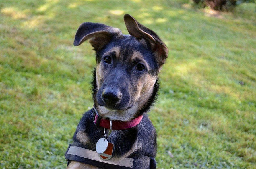 German Sheprador (Labrador & Shepherd Mix): Info, Pictures, Characteristics & Facts Hepper