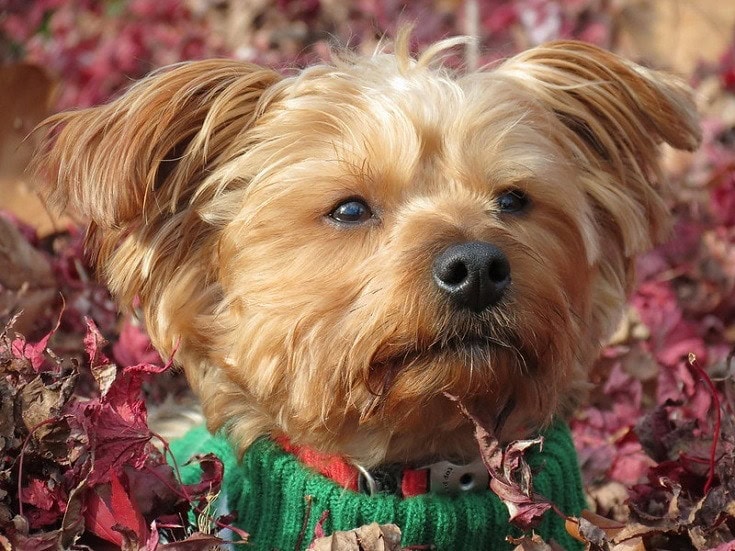 Morkie pink