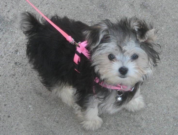 Morkie walking
