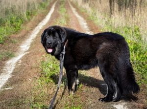 Moscow Vodolaz Black Newfoundland dog with a leash outdoors_maxim blinkov_shutterstock