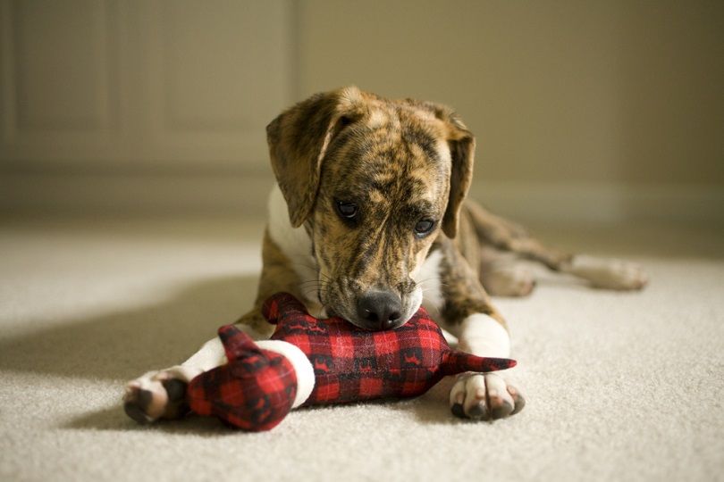 Mountain Feist and Beagle mix puppy_Catherine Murray_shutterstock