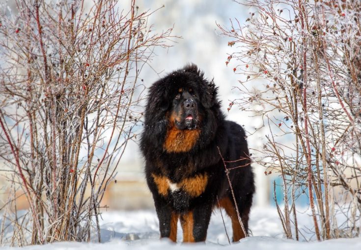 Mountain Mastiff tibetan