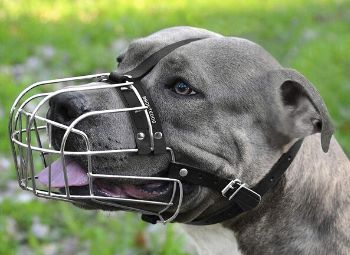 A pitbull wearing a muzzle