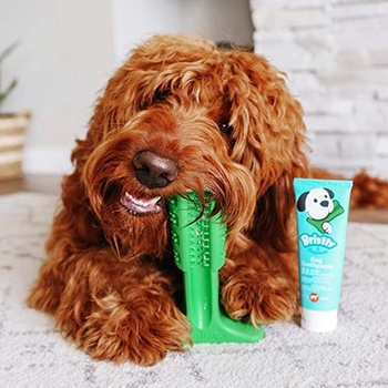 Natural Dog Toothpaste-Bristly-Amazon