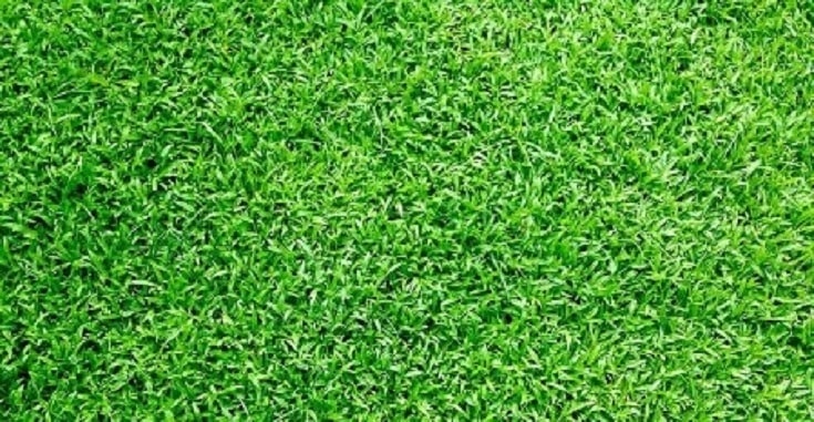 Natural Grass