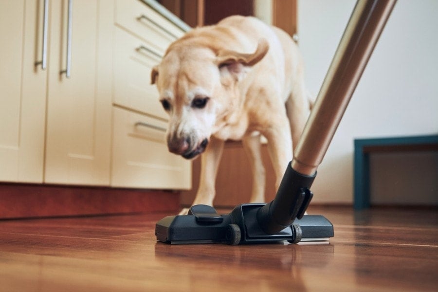Naughty dog barking on vacuum cleaner