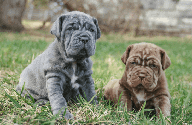 Neapolitan_Mastiff_puppies