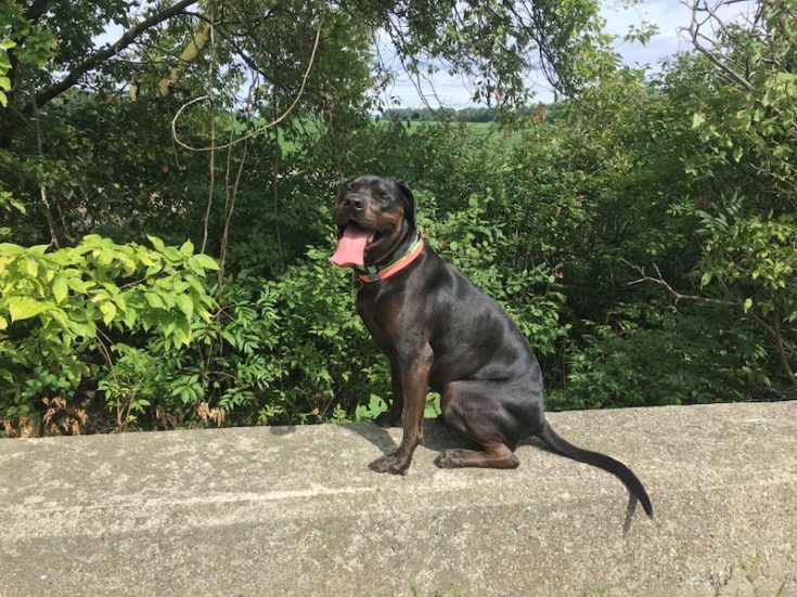 Neo Bull Neapolitan Mastiff American Bulldog mixed breed dog