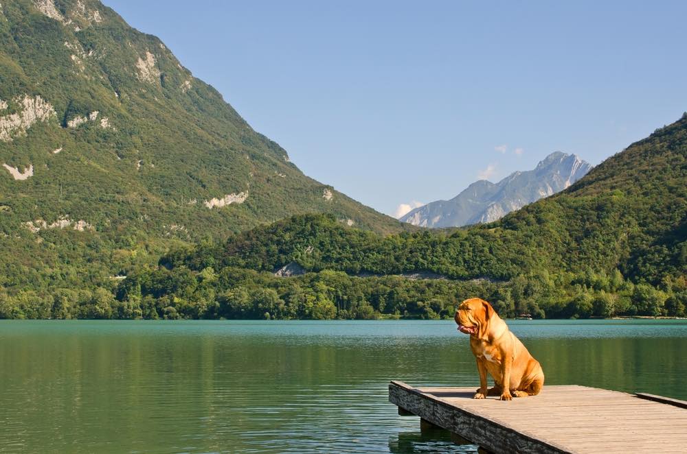 Neopolitan Mastiff on pier in Italian mountains