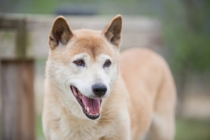 Most unpopular dog best sale breeds