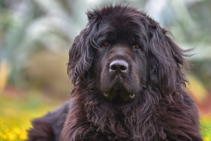 A Newfoundland Dog