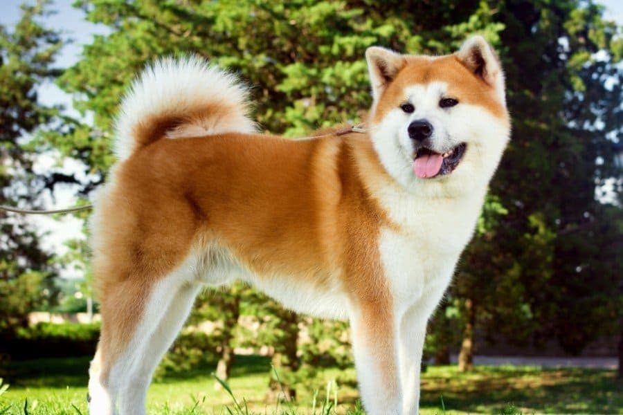 Akita Dog Breed Information Pictures Facts