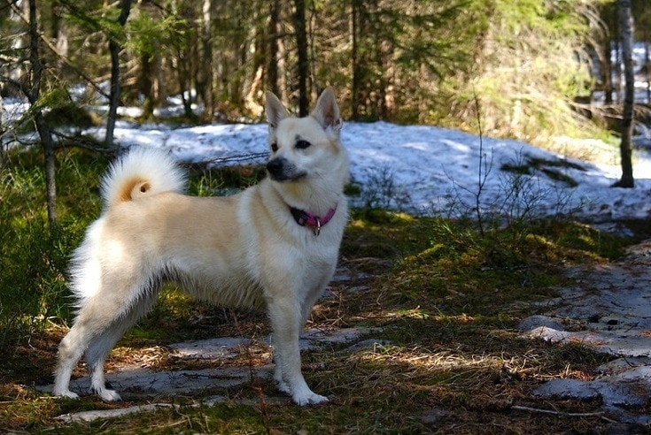 Norwegian Buhund