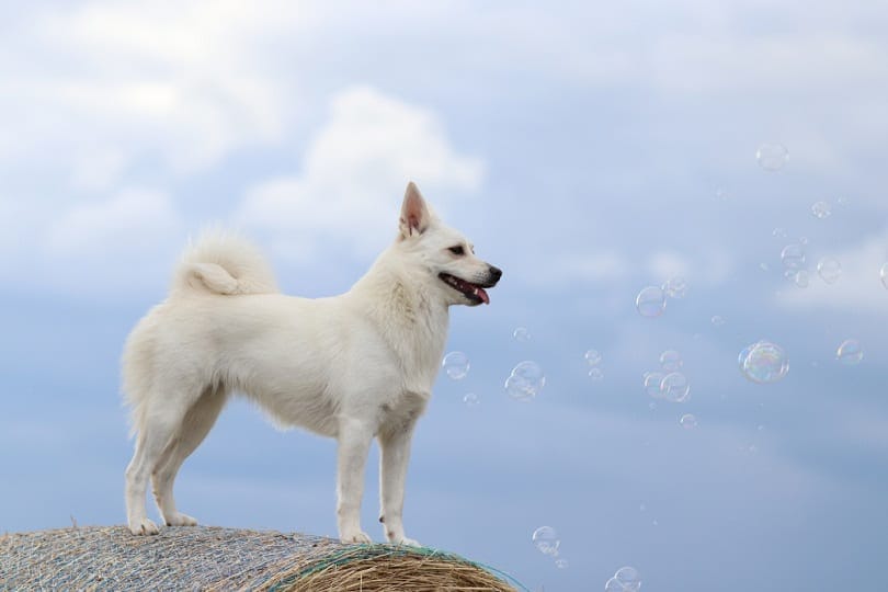 Norwegian Buhund standing