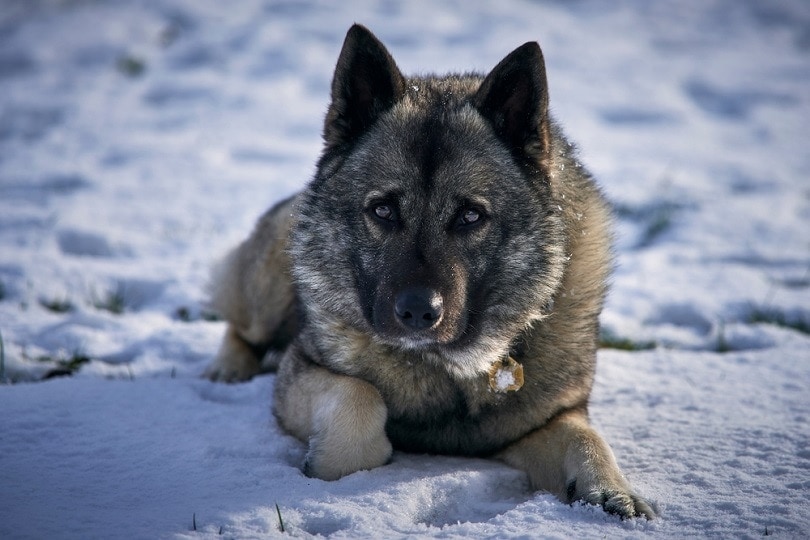 Norwegian Elkhound dog in winter