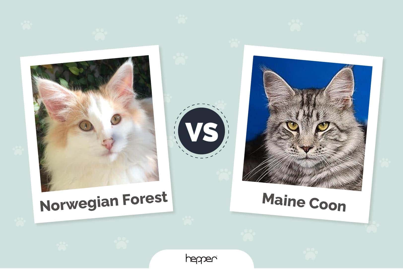 Norwegian Forest vs Maine coon header image
