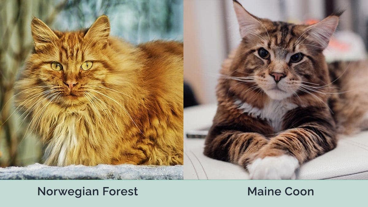 Norwegian Forest vs Maine coon side by side