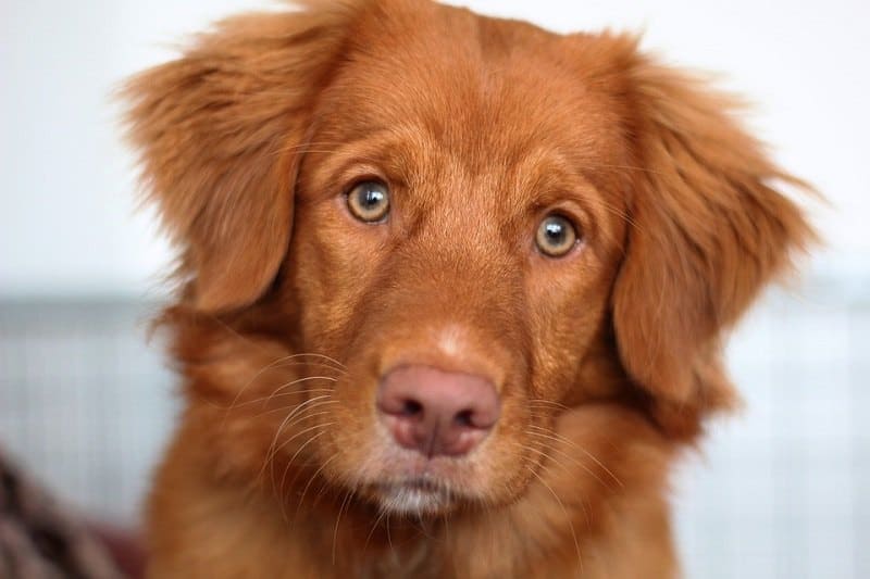 Nova Scotia Duck Tolling Retriever closeup