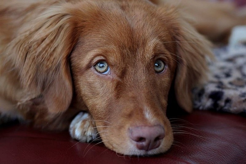13 Red Dog Breeds: An Overview (With Pictures) | Hepper 13 Red Dog Breeds: An Overview (With Pictures) | Hepper